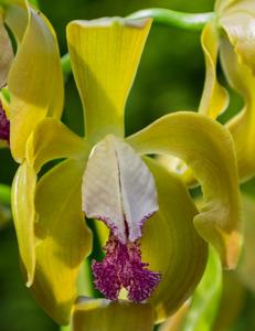 Cattleya porphyroglossa