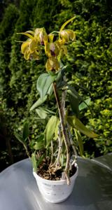 Cattleya porphyroglossa