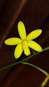 Cattleya endsfeldzii