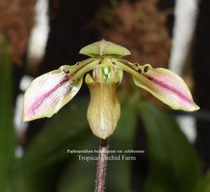 Paphiopedilum bullenianum var. celebesense