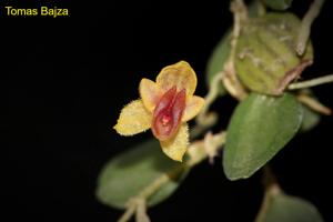 Andinia hippocrepica