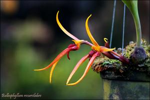 Bulbophyllum recurvilabre