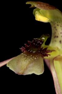 Chiloglottis sylvestris