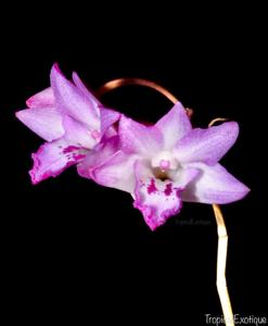 Dendrobium lanceolatum