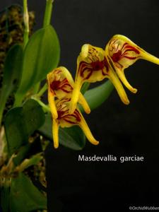 Masdevallia garciae