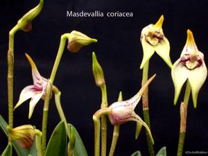 Masdevallia coriacea