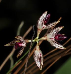Bulbophyllum hirtulum