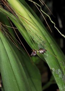 Bulbophyllum hirtulum