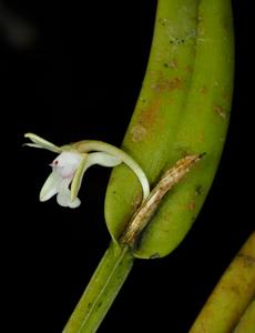 Dendrobium versteegii