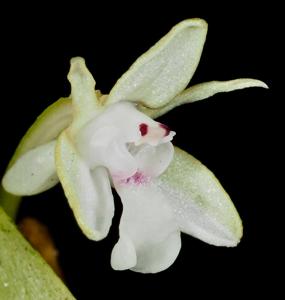 Dendrobium versteegii