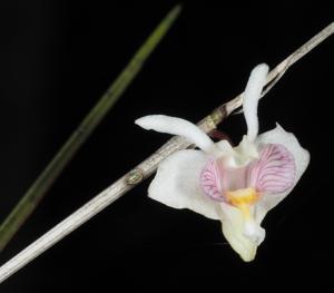 Dendrobium heokhuii