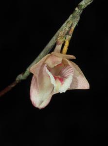 Dendrobium tenue