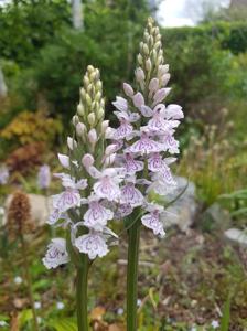 Dactylorhiza maculata