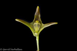 Porroglossum tokachii