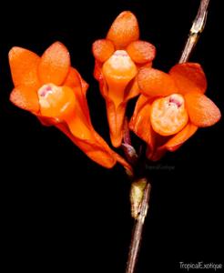 Dendrobium oreodoxa