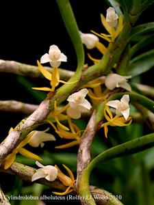 Cylindrolobus alboluteus