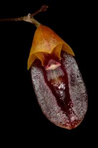 Specklinia colombiana