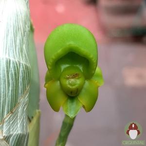 Catasetum multifissum