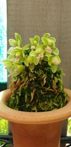 Phalaenopsis japonica