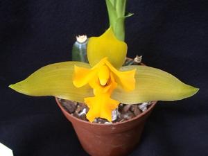 Lycaste consobrina