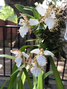 Rhynchostele ehrenbergii