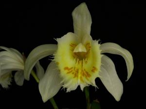 Pleione grandiflora