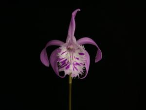 Pleione yunnanensis