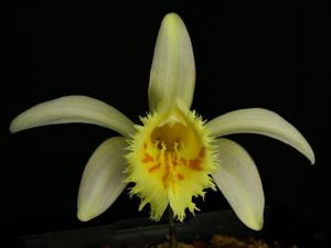 Pleione grandiflora