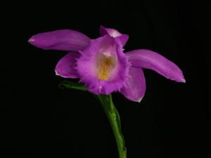 Pleione aurita