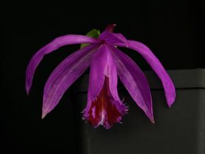 Pleione pleionoides