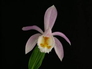 Pleione chunii