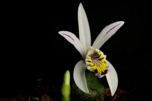 Pleione maculata