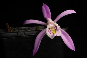 Pleione praecox