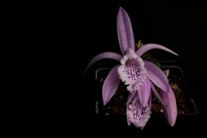 Pleione praecox