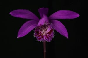 Pleione bulbocodioides