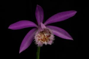 Pleione formosana