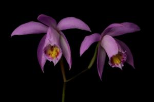 Pleione scopulorum