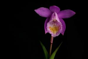 Pleione scopulorum