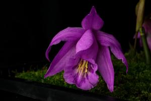 Pleione saxicola