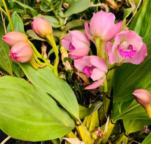 Bifrenaria tyrianthina