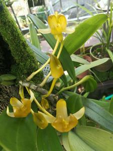 Bulbophyllum tollenoniferum