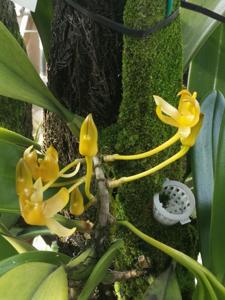 Bulbophyllum tollenoniferum