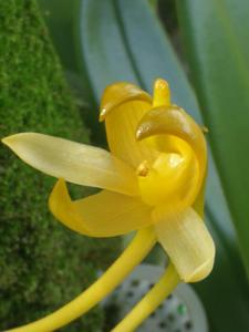 Bulbophyllum tollenoniferum