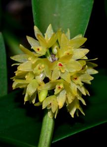 Octomeria crassifolia