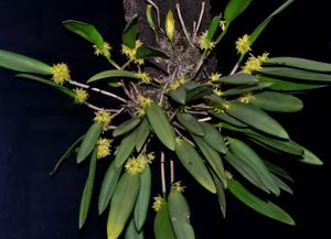 Octomeria crassifolia