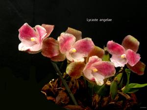 Lycaste angelae