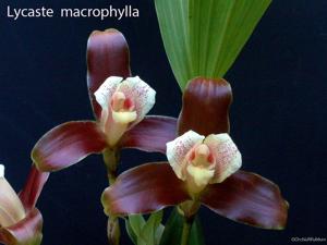 Lycaste macrophylla