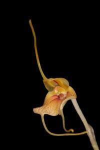 Masdevallia pteroglossa