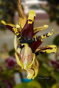 Stanhopea tigrina