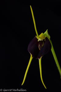 Masdevallia bicolor